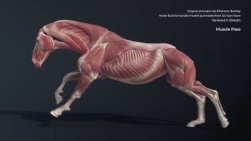 Houdini Muscle and Tissue Simulation