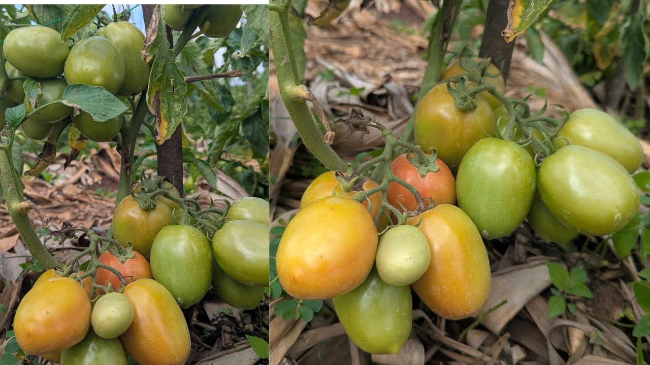 Izi Nyanya Zireze Mu Mezi 2 Gusa! 😱 Umusaruro Uratangaje, Miliyoni Ziraza 💰