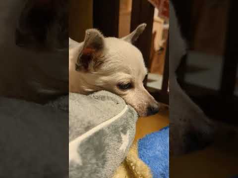 チワワのあご枕 - Dogs chin rest - #Shorts