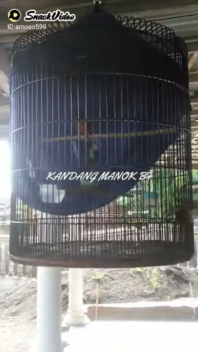 murai batu resing | maniak murai pasti terpana