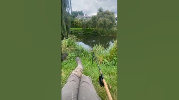 Cheese paste chub fishing with centre pin. River Stour.  Had an hour spare so headed out!  #chub