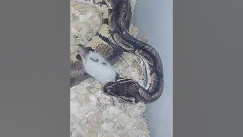 3 month old ball python eating rat pup. part 1
