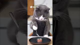 Cats with cooking skills #viral #dog #football #cat #funny #shortvideo