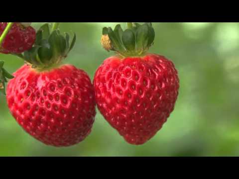 მარწყვის სათბური აგრო სერვის ცენტრში