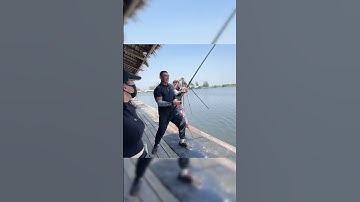 Solo cá tra bò của anh Hiếu Khủng Lồ #lkhoa #fishing #cancauca #docauca #shorts