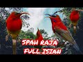Sepah Raja Anda Pasti Ikut Gacor Cocok Untuk Masteran Murai Cucak Hijau Mp3 - Mp4 Download