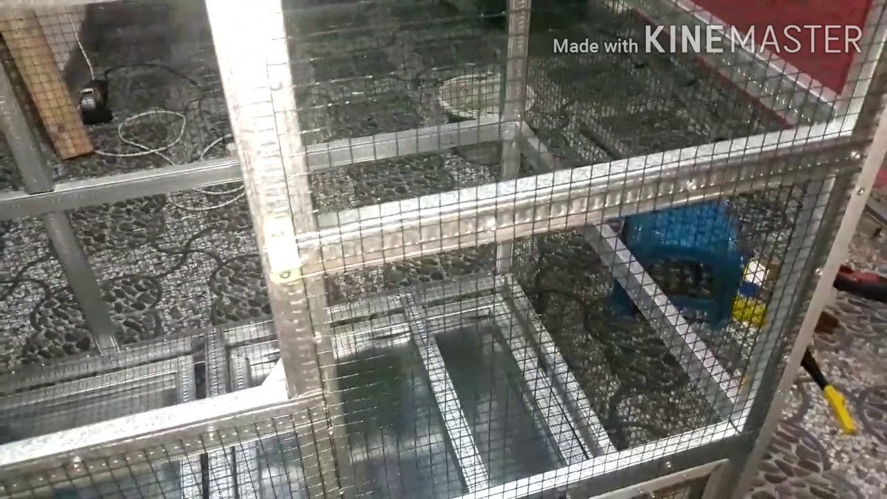 Kandang Ternak Lovebird Kokoh dari Baja Ringan 