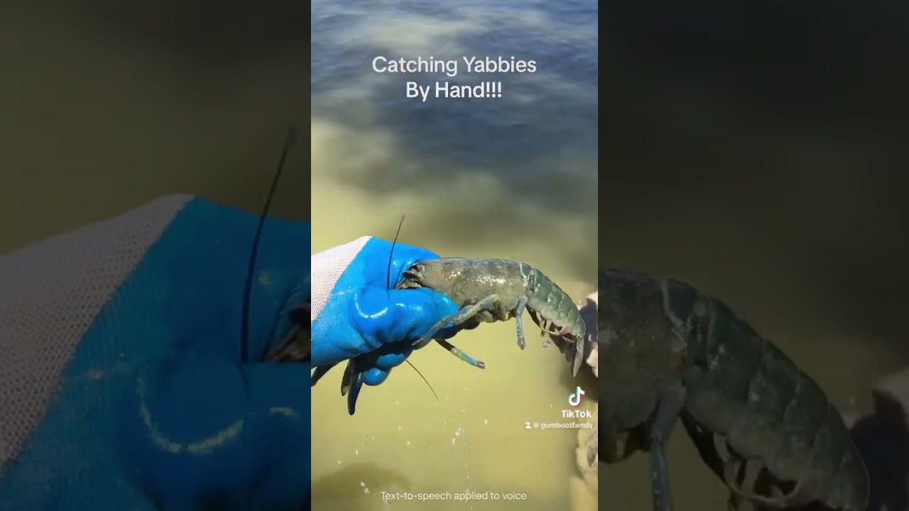 Catching YABBIES by HAND!!! #crayfish #yabbies #kids #crawdads #river #weir