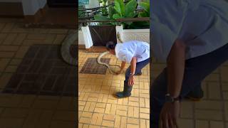 Wild Giant KING COBRA! 🐍#kids #snake #explore #jungle #wildlife