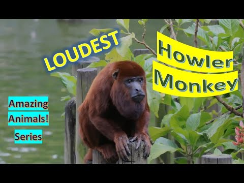 Howler Monkey facts 🐒 among largest 🐵 Very loud monkeys 🐒