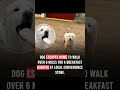 Dog escapes home...