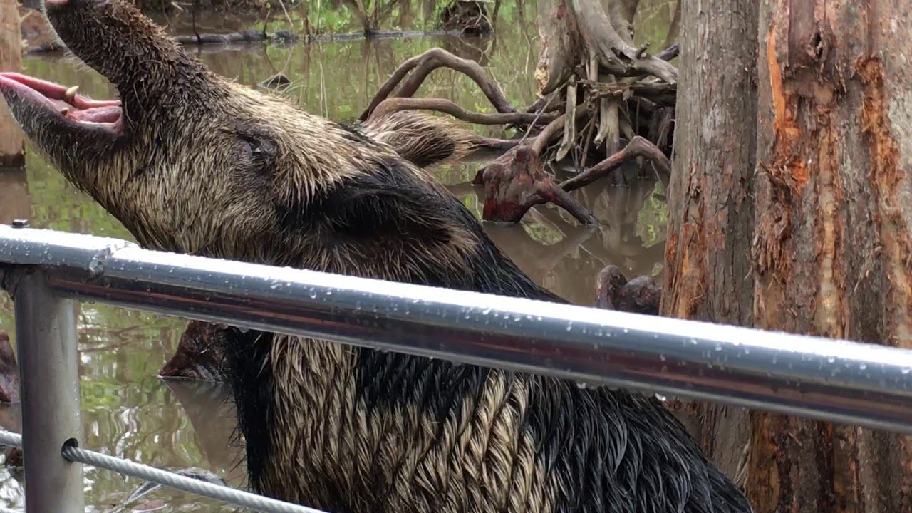 Swamp tour New Orleans video of wildlife and wild boar YouTube