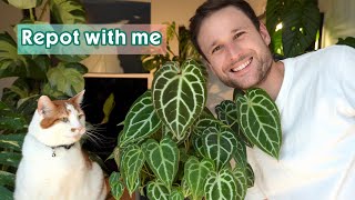 MAKING A LUSH POT OF ANTHURIUMS - repot with me