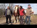 Caii lui Mihai de la Brestovat, Timis - 2023 Nou!!!