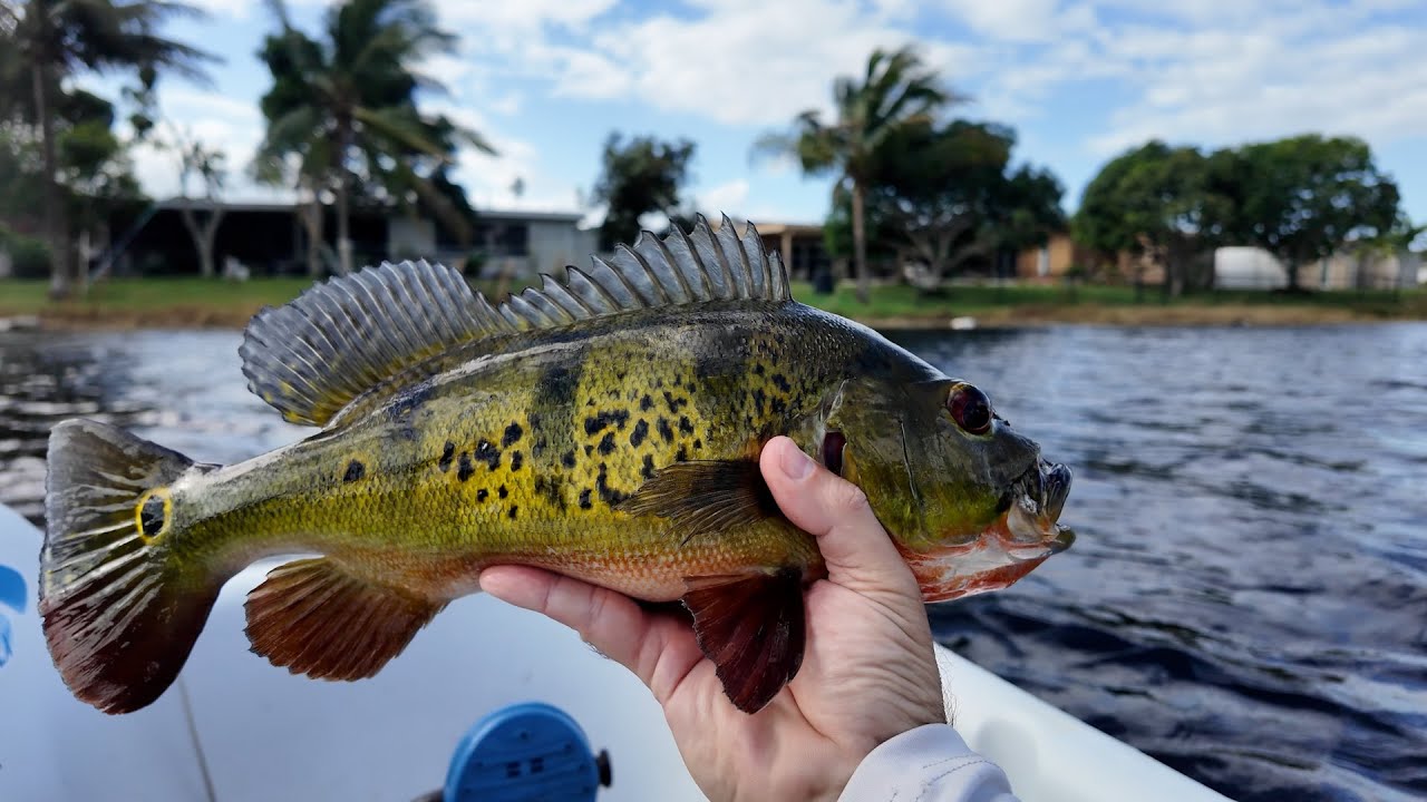 Prehistoric fish caught unexpectedly #fish