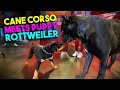CANE CORSO MEETS ROTTWEILER PUPPY - BEST PLACE TO SOCIALIZE