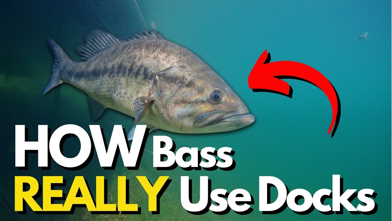 What Bass REALLY Do Under Docks (Underwater Footage)