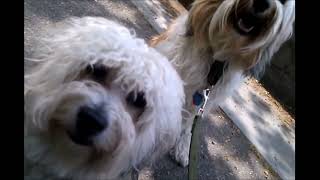 Havanese Mix & Tibetan Terrier by New York Dogs 117 views 9 months ago 2 minutes, 10 seconds