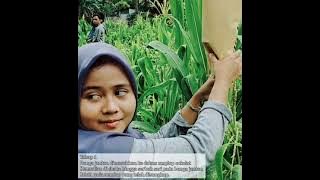 Pemuliaan Tanaman | Proses Hibridisasi pada Tanaman Jagung (Zea mays)