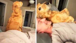 Dog Hilariously TrustFalls Onto Her Owner