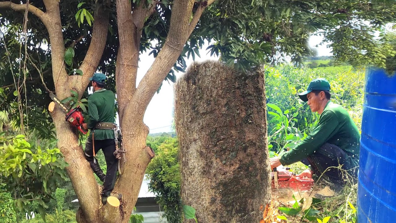 Cưa hai cây Xoài To cho chủ quán gà đốt Ô Thum, Tri Tôn.