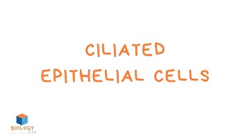 Ciliated Epithelial Cells (KS3 Biology - Specialised Cell Adaptations)