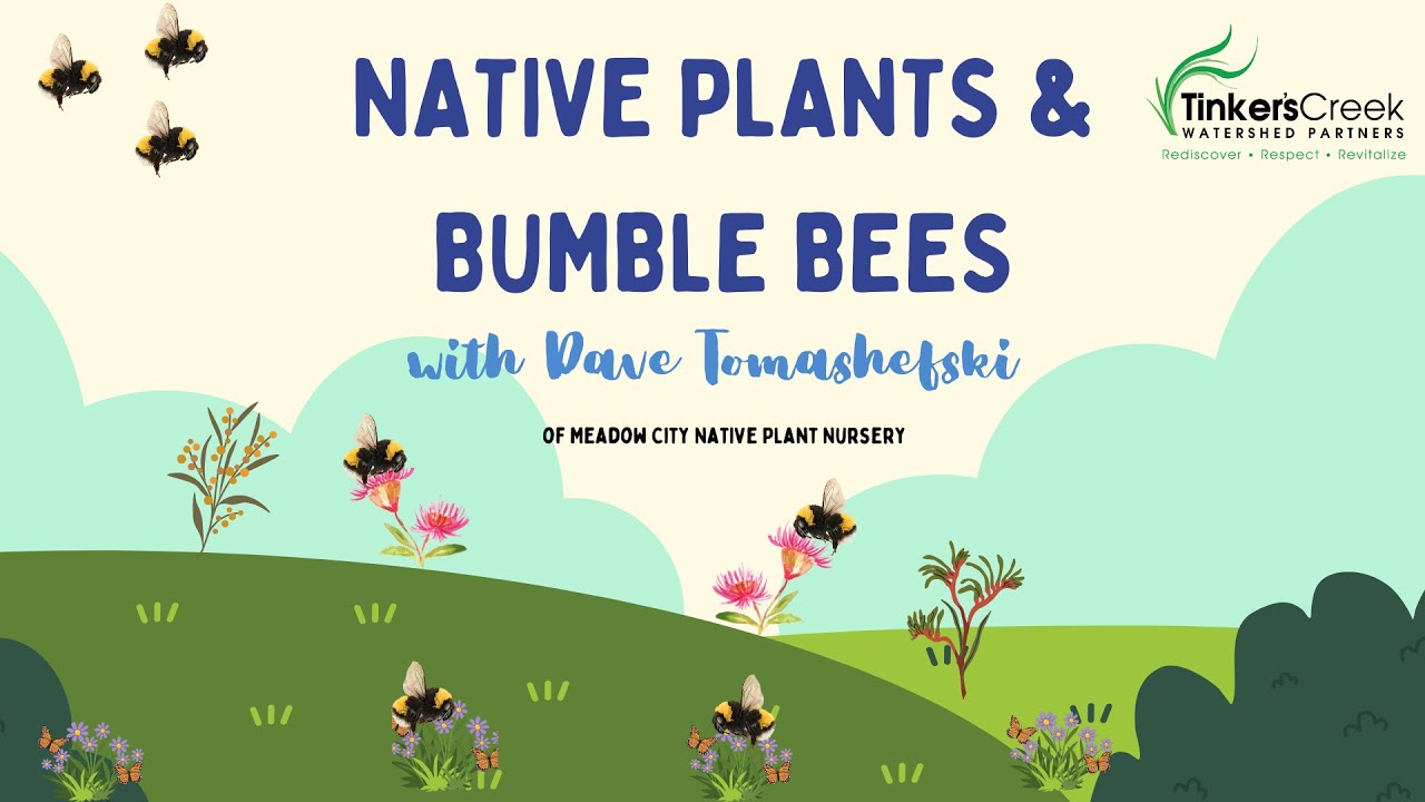 Native Plants & Bumble bees with Dave Tomashefski