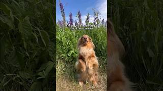 Should You Cut Your Dogs Hair In The Summer Heat?