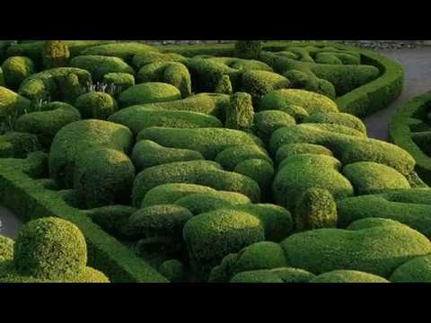 Самшит - вечнозеленый долгожитель