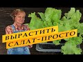 Как вырастить салат на подоконнике. Легко и просто.