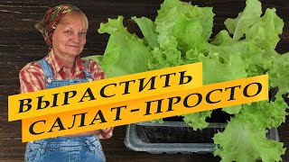 видео: Как вырастить салат на подоконнике. Легко и просто. картинка: Как вырастить салат на подоконнике. Легко и просто.