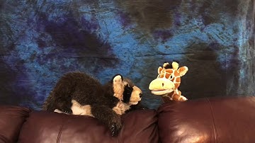 Think Central (GoMath) Pt.1