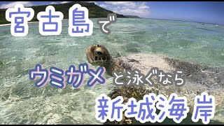 【宮古島シュノーケリング】宮古島でウミガメと泳ぐなら！新城海岸！【沖縄水中ガイド】