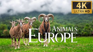 Животные Европы 4K 🐾 Замечательный Фильм О Дикой Природе Под Расслабляющую Фортепианную Музыку