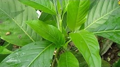 বাংলার সেরা ঔষধি গাছ বাসক পাতার গুনাগুণ গুলি জেনে নিন।