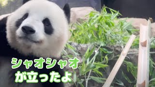 シャオシャオ&レイレイおはなし 7/17① シャオシャオとレイレイ】伏せの姿勢のシャオくん。ガラスの前