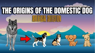 THE ORIGINS OF THE DOMESTIC DOG  ARTIFICIAL SELECTION
