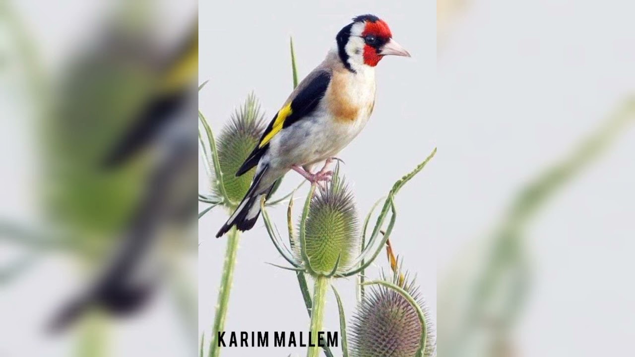 #تغريد_محتكر_عالي_المقامات_دعوة_لأمي_المتوفية