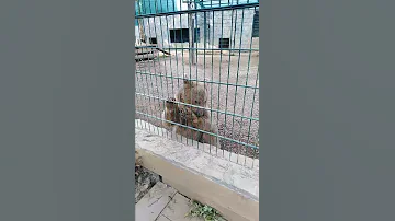 اسمع لأول مرة قهقاع صوت الدب الاشيب 