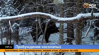 В национальном парке «Красноярские Столбы» проснулись первые медведи