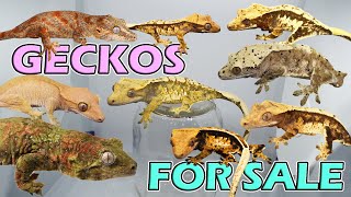 Available Geckos! + All Hatchlings and Growouts