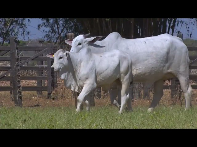 45º Mega Leilão Anual Carpa | FÊMEAS LOTE 10 - 9750