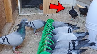 Black Pigeons In The Loft!