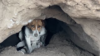 Scared of people, Mother Dog hides her puppies in the hole she dug.
