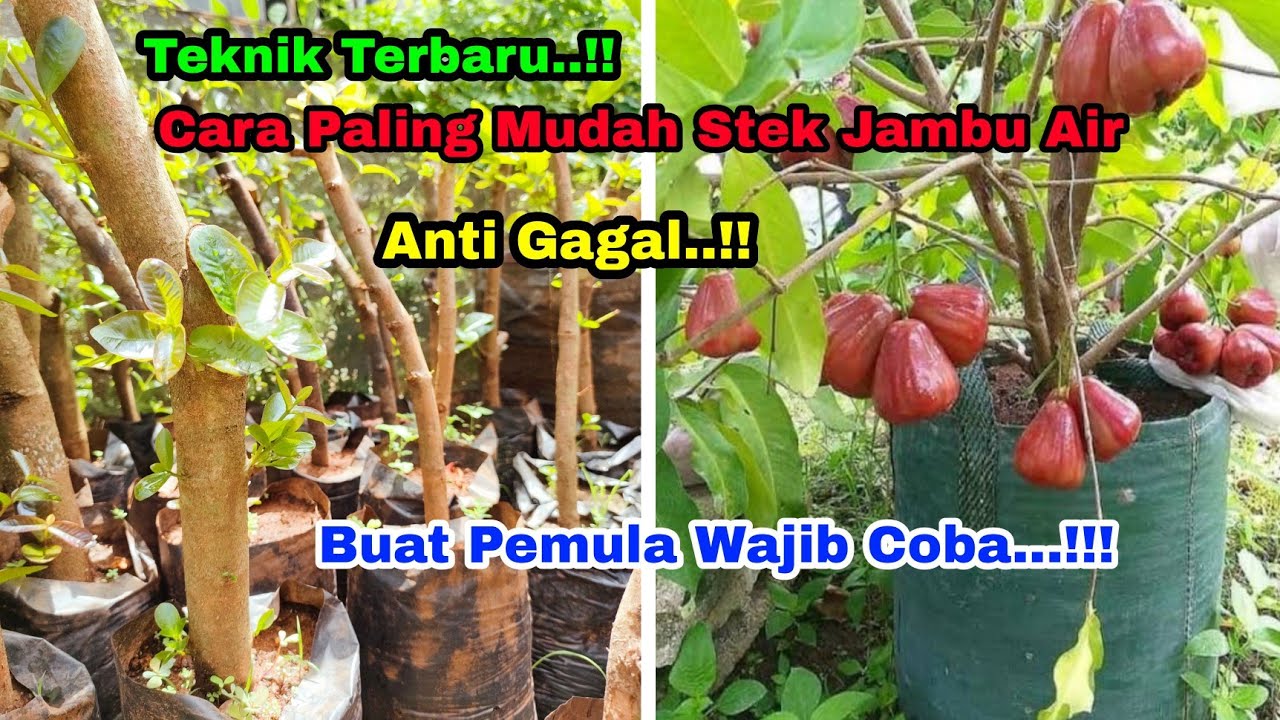 Teknik Terbaru..!!  STEK Jambu Air Anti Gagal..!!!