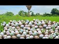 Top Video amazing  -A farmer picked a lot of duck eggs from the grass in the field.
