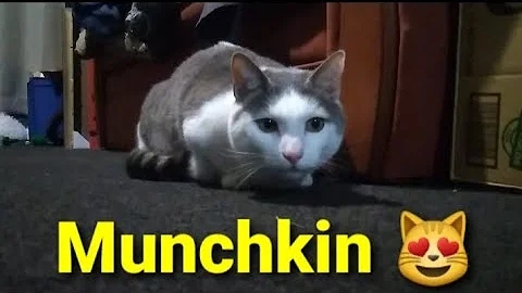 Video 3056151: munchkincat munchkins, cat munchkincat fetch, cute little munchkin cat, cute munchkin cat playing, cute cat chased