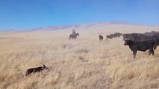 Gina and Rip:  Rip the 15 month old Border Collie/Kelpie’s First Cattle Drive by BWR Stockdog Training 870 views 1 year ago 4 minutes, 54 seconds