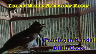 Cucak Wilis Gacor Berkoar koar Mencari Lawan Pancingan Handal Bikin Gacor Cucak Wilis Macet