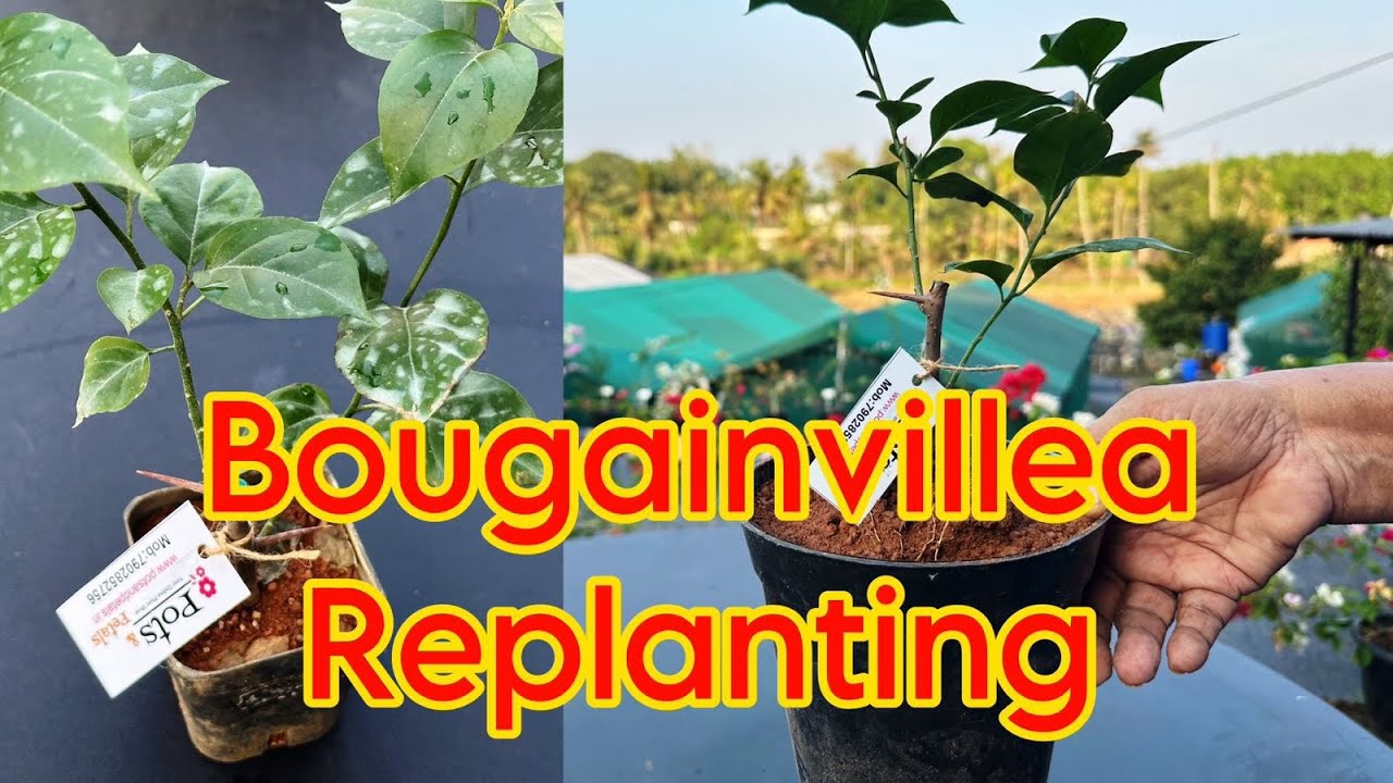 PERFECT WAY OF BOUGAINVILLEA REPOTTING
